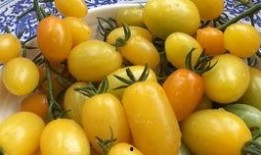 西红柿姐姐网红吃瓜,揭秘娱乐圈幕后真相