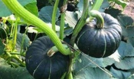 有没有免费的网红吃瓜群,揭秘娱乐圈幕后真相