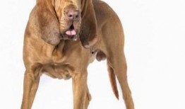 寻血猎犬爆料视频大全,视频大全中的惊险追踪瞬间